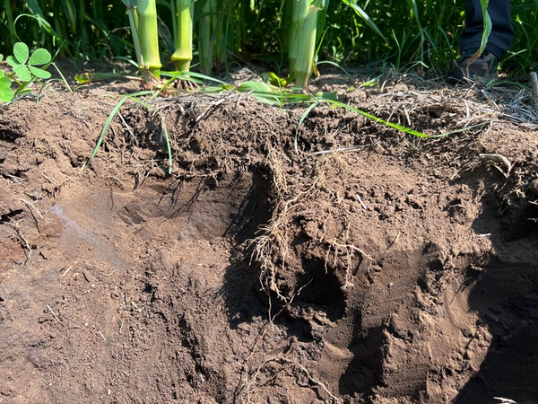 Hard Pan present in a Corn Field